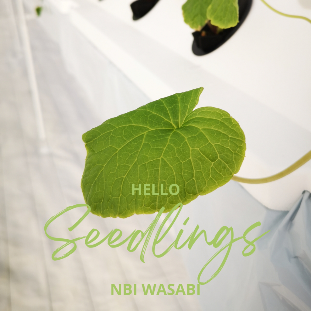 Seedlingsのコピー D6117a42069c69c0f1f0179ea5d06089 1024x1024
