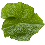 wasabi leaf