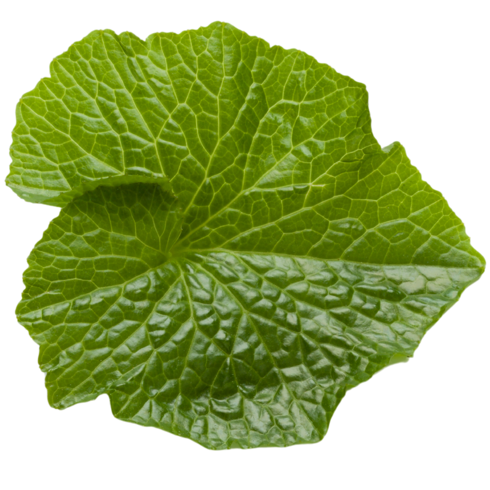 wasabi leaf wasabi leaf