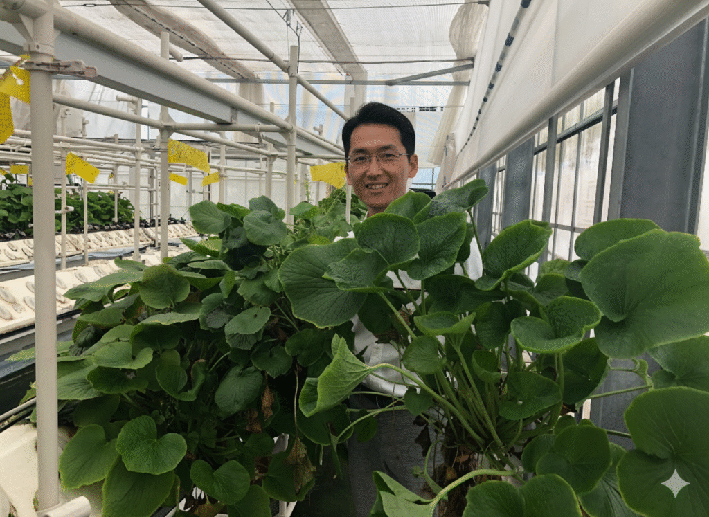 in our wasabi farm